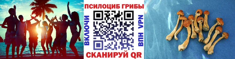 ОМГ ОМГ ТОР  Черноголовка  Галлюциногенные грибы Psilocybine cubensis 